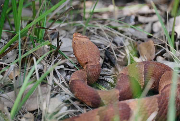 Close up of a venomous copperhead snake.