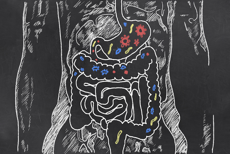 Depiction of the intestines with gut bacteria drawn with chalk on a board