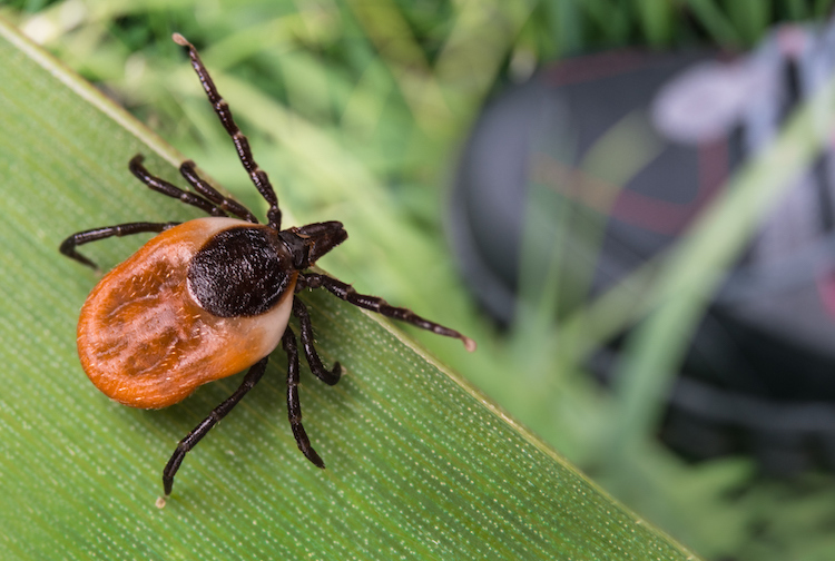 Deer tick lurks on a leaf with a foot in hiking boot is nearby.