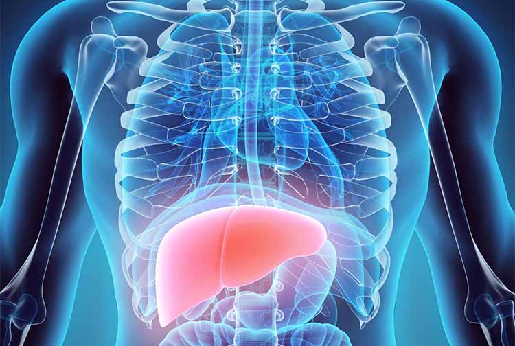 Illustration of liver inside body