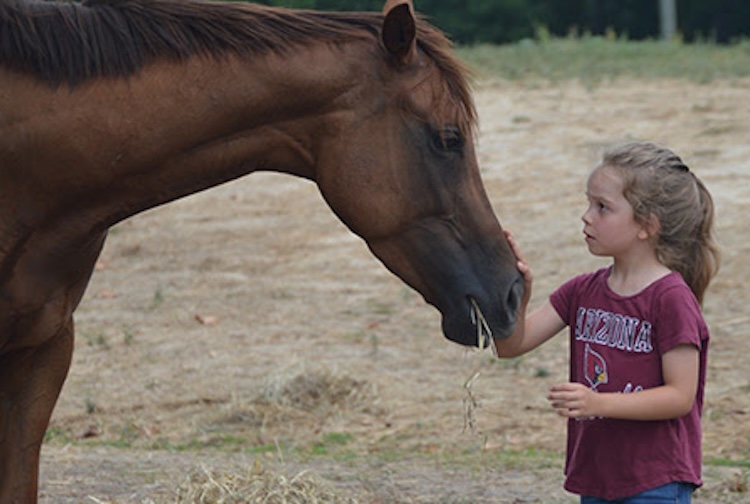 Little girl looking up to a horse and petting it