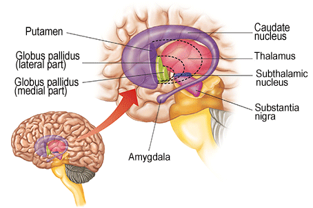 Illustration of basal ganglia