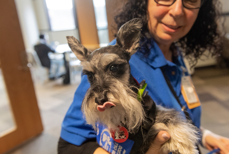 A Dogs on Call handler holds a dog, who has its tongue sticking out.