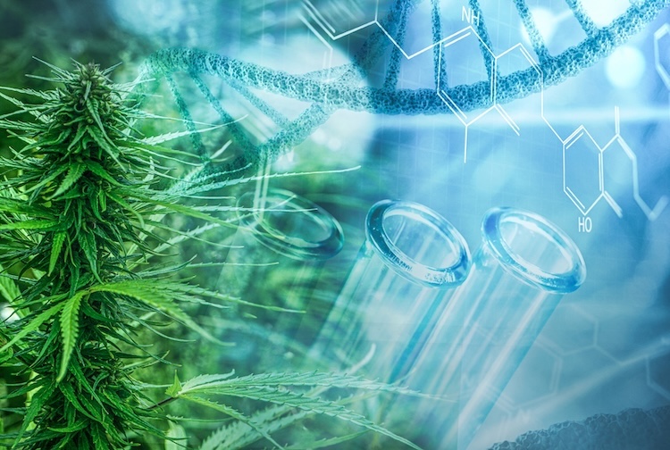 Cannabis plant next to DNA strand and test tubes