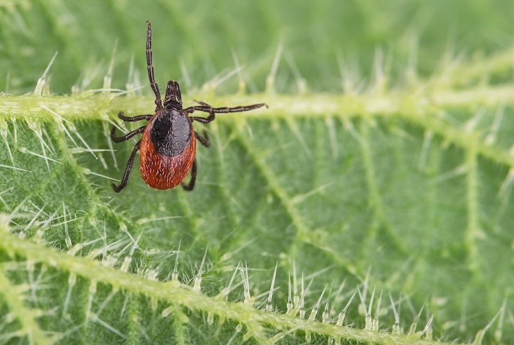 Close-up of dangerous deer tick lurking on green plant