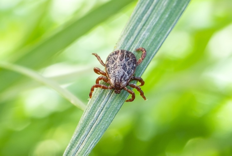 dog tick sits on a green blade of grass