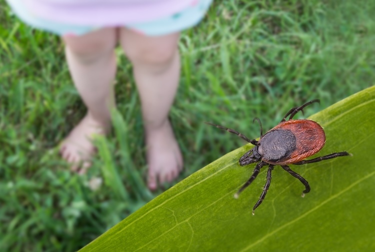 Child with bare feet playing in the grass with a tick on a leaf