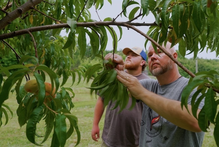 Brian and his son Jack inspect peaches growing from trees on their farm in Hanover County, Virginia