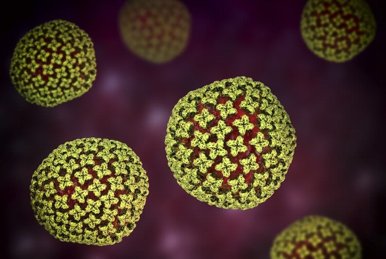 Computer illustration of hantavirus particles.