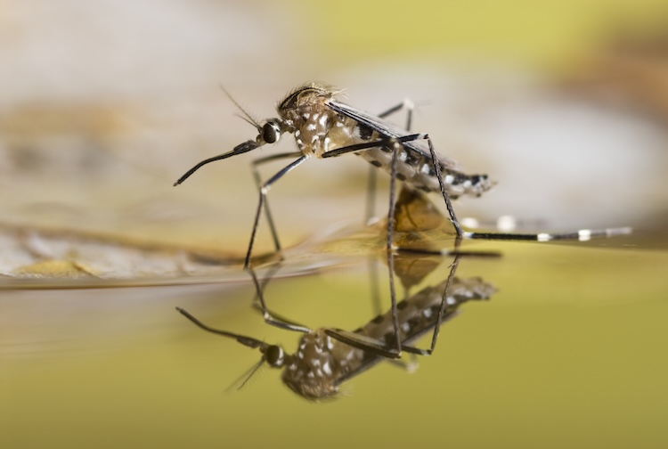 Black and white spotted mosquito on the surface of water