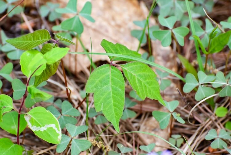 Plants growing on the ground, including poison ivy