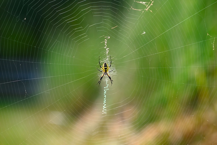 Spider web glistences in the sunlight on a patient's Virginia farm