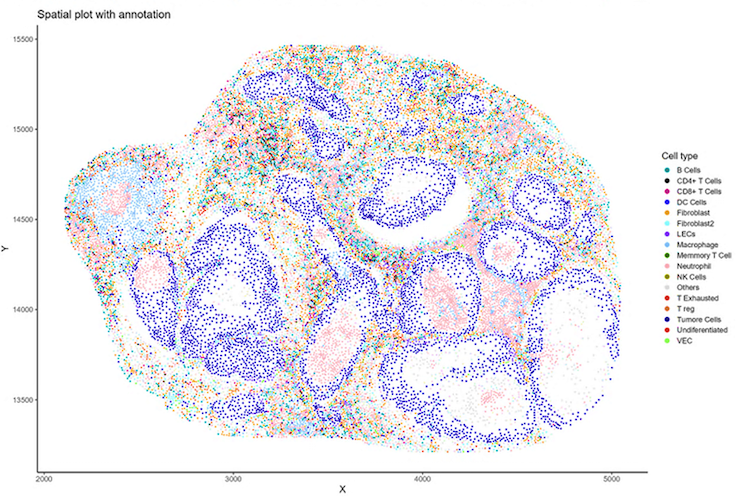 mapping of a tissue cell sample