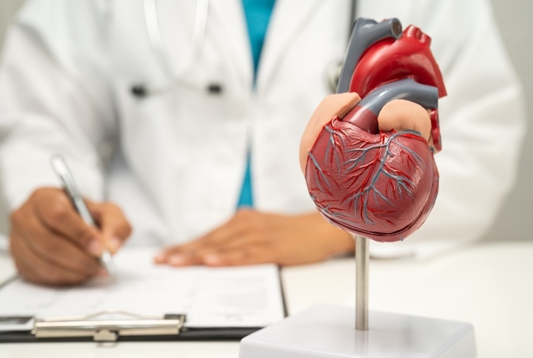 doctor with heart human model anatomy for treatment patient in hospital