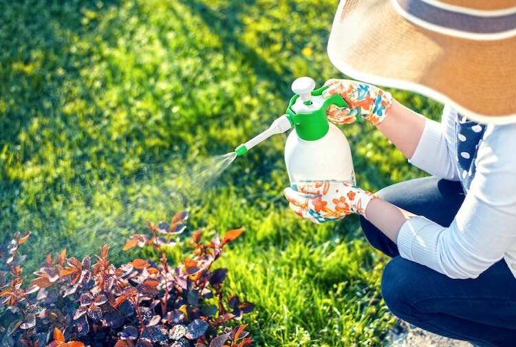 Woman wearing a sun hat sprays plants with pesticide