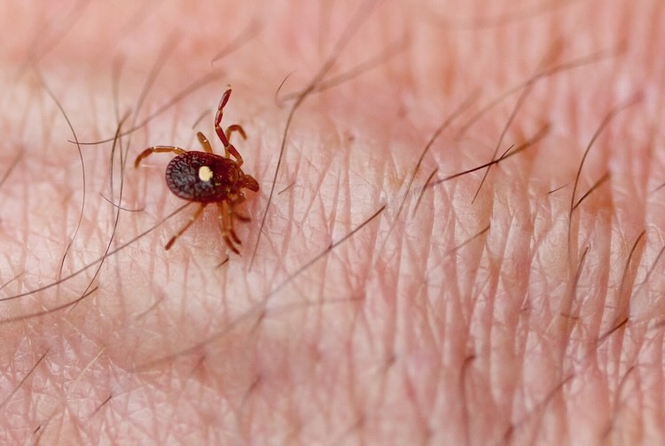 lone star tick crawling on human skin