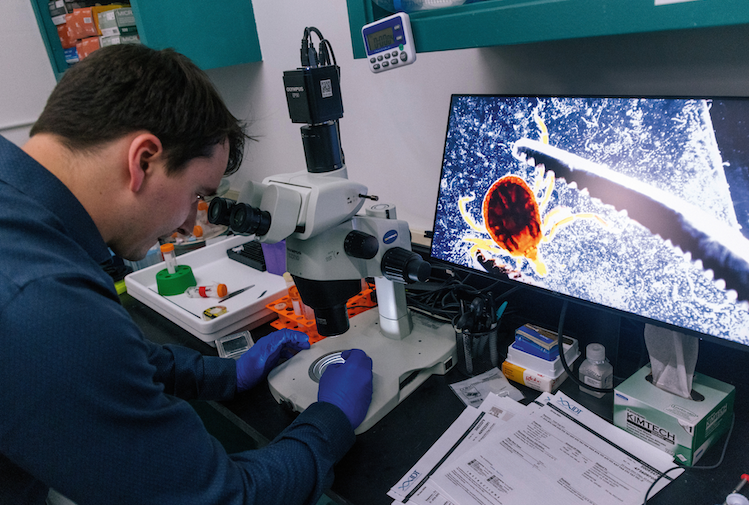 Man examining a tick through a microscope