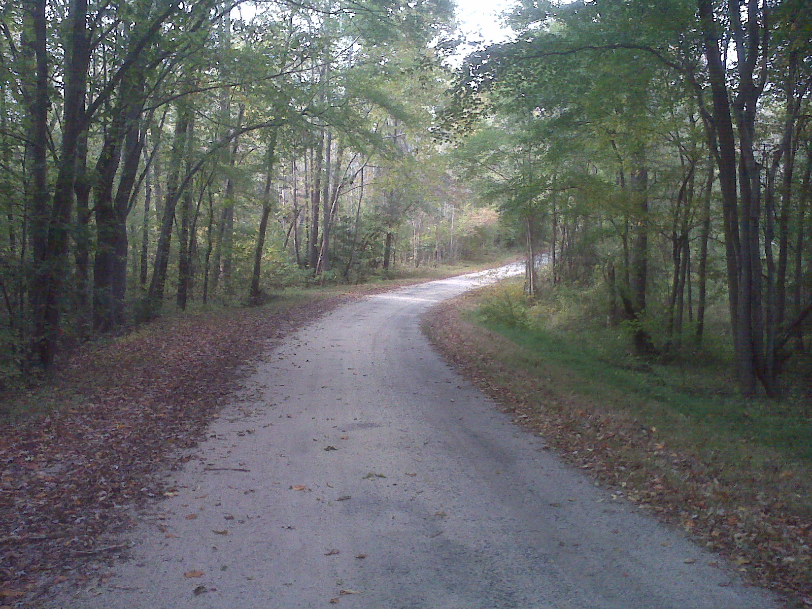 Trees